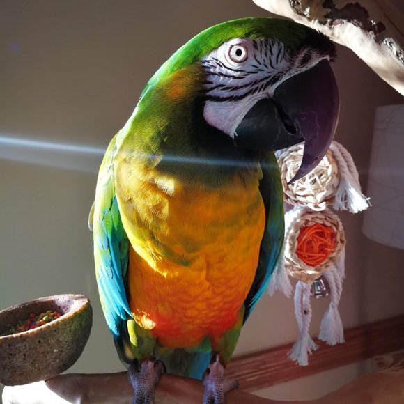 Meet your Posher, Abbey - Picture 2 of 5